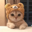 Иконка сервера CatPvP